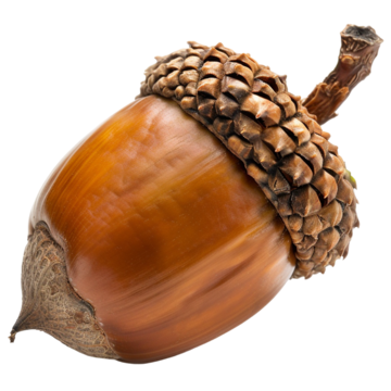 semilla